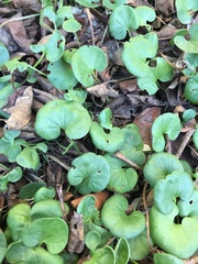 Dichondra donelliana