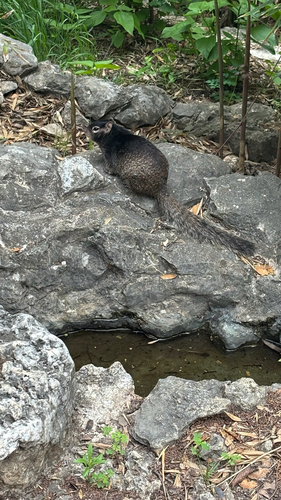 Rock Squirrel observed by luciferasemaster