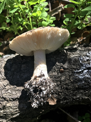 Leucoagaricus amanitoides