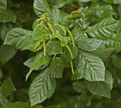 Allophylus rubifolius