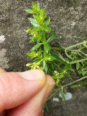 Galium californicum