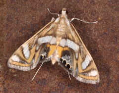 Margarosticha euprepialis