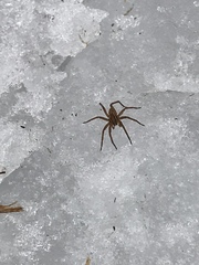 Dolomedes striatus