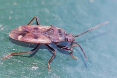 Eremocoris fenestratus