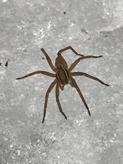 Dolomedes striatus