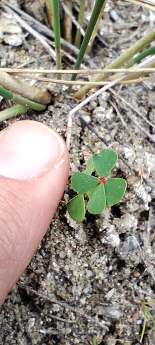 Marsilea strigosa (Marsilea strigosa)