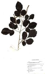 Allophylus rubifolius