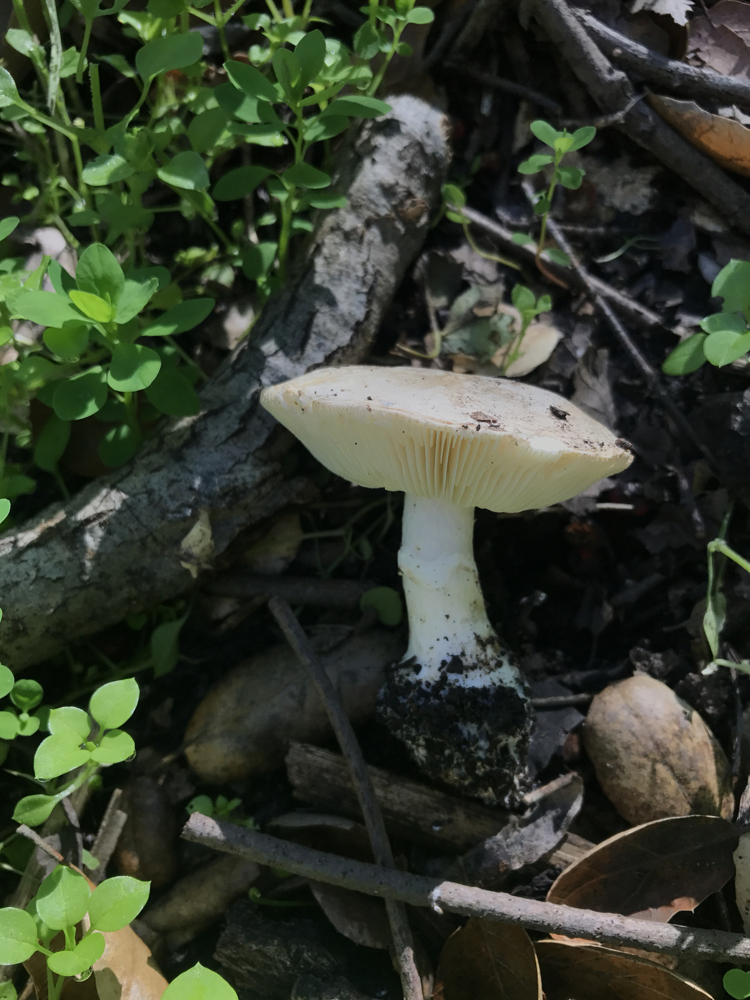 Leucoagaricus amanitoides image