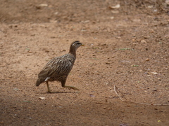 Pternistis bicalcaratus