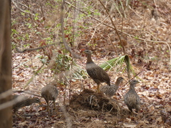 Pternistis bicalcaratus