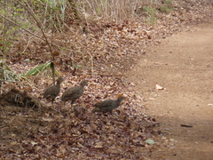 Pternistis bicalcaratus