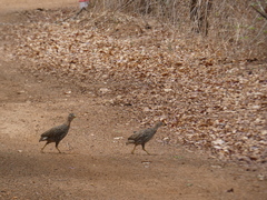 Pternistis bicalcaratus