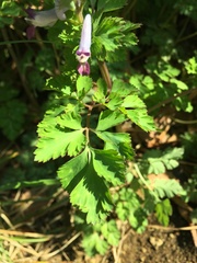 Corydalis incisa