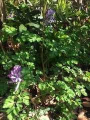 Corydalis incisa