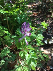 Corydalis incisa