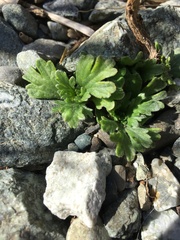Alchemilla arvensis