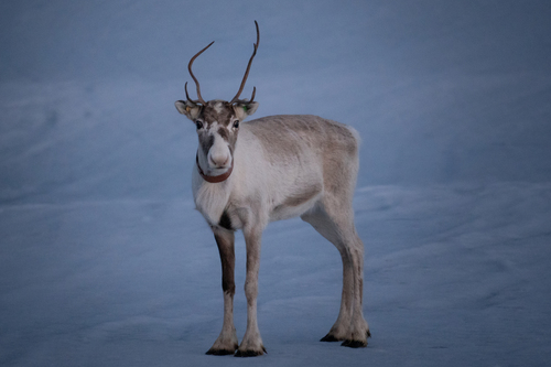 Renne observed by leandre_fura