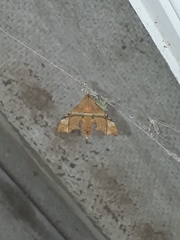 Aleuron iphis