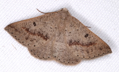 Nearcha tristificata