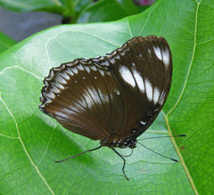 Hypolimnas bolina nerina