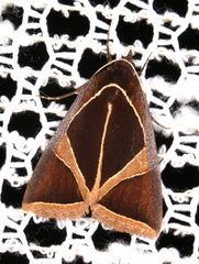 Agamana conjungens