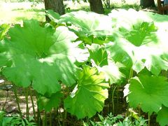 Astilboides tabularis