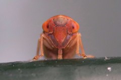 Tremulicerus fulgidus