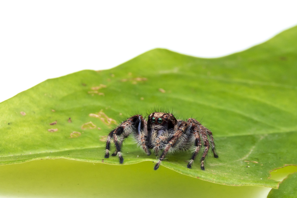 Megafreya sutrix