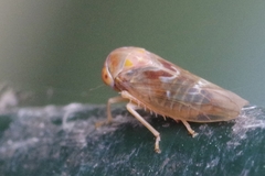 Tremulicerus fulgidus