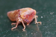 Tremulicerus fulgidus