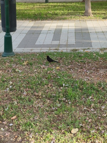Avistamiento Turdus merula