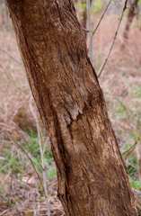Dalbergia boehmii