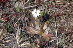 Pinguicula planifolia