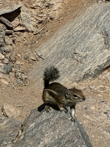 Harris' Antelope Squirrel observed by zannavargas