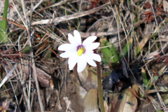 Pinguicula planifolia