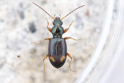 Craggy Riverbank Ground Beetle