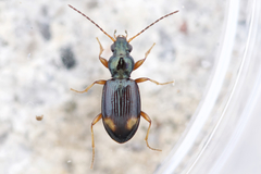 Bembidion scopulinum