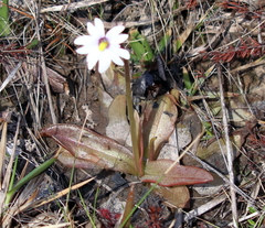 Pinguicula planifolia