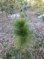 Pinus caribaea