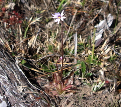 Pinguicula planifolia