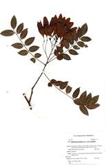 Dalbergia boehmii