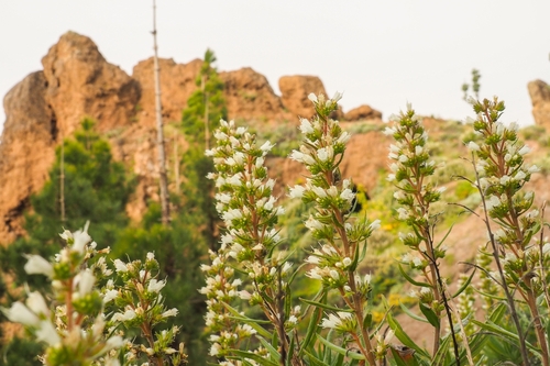 Echium onosmifolium, 2026-04-17