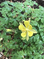 Aquilegia chrysantha