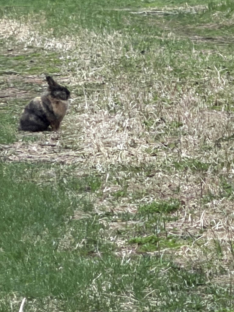 Eastern Cottontail from Olgilvie Ave N, Scandia, MN, US on April 17 ...