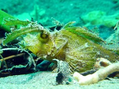 Pteroidichthys amboinensis