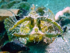 Pteroidichthys amboinensis