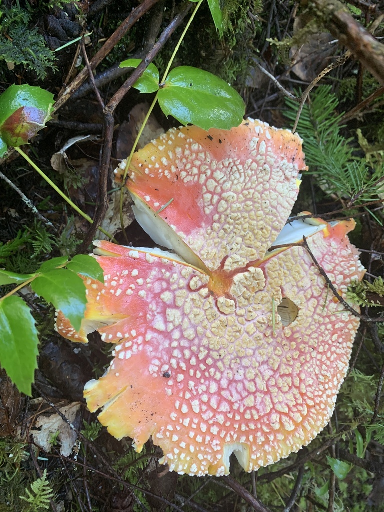 Amanita muscaria flavivolvata