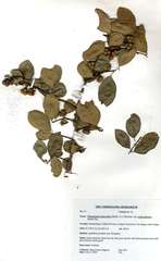 Margaritaria discoidea