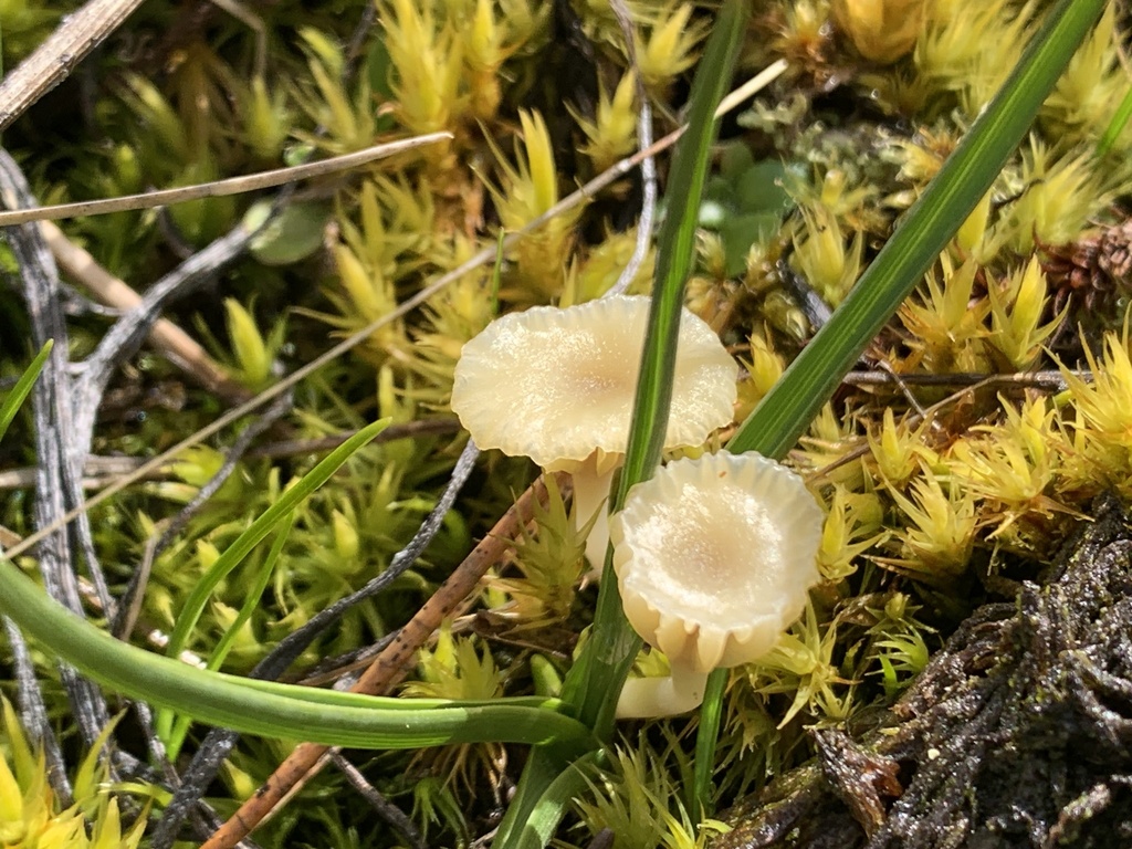 Lichenomphalia ericetorum · April 2026 · photo: © davidbroadland (iNaturalist, cc0)