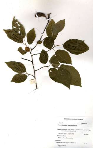 Glyphaea tomentosa